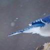 Blue Jay Sightings: What It Means