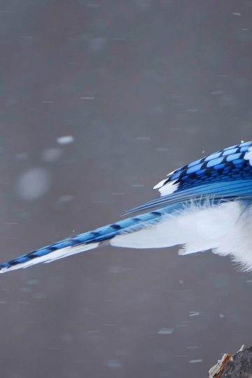 Blue Jay Sightings: What It Means