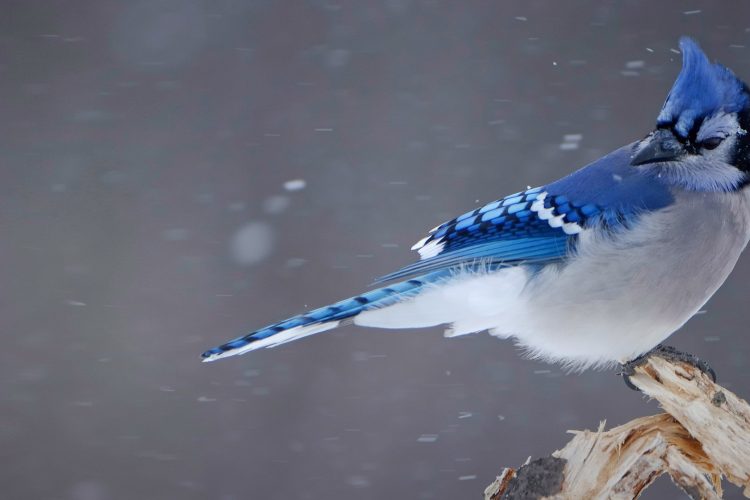 Blue Jay Sightings: What It Means