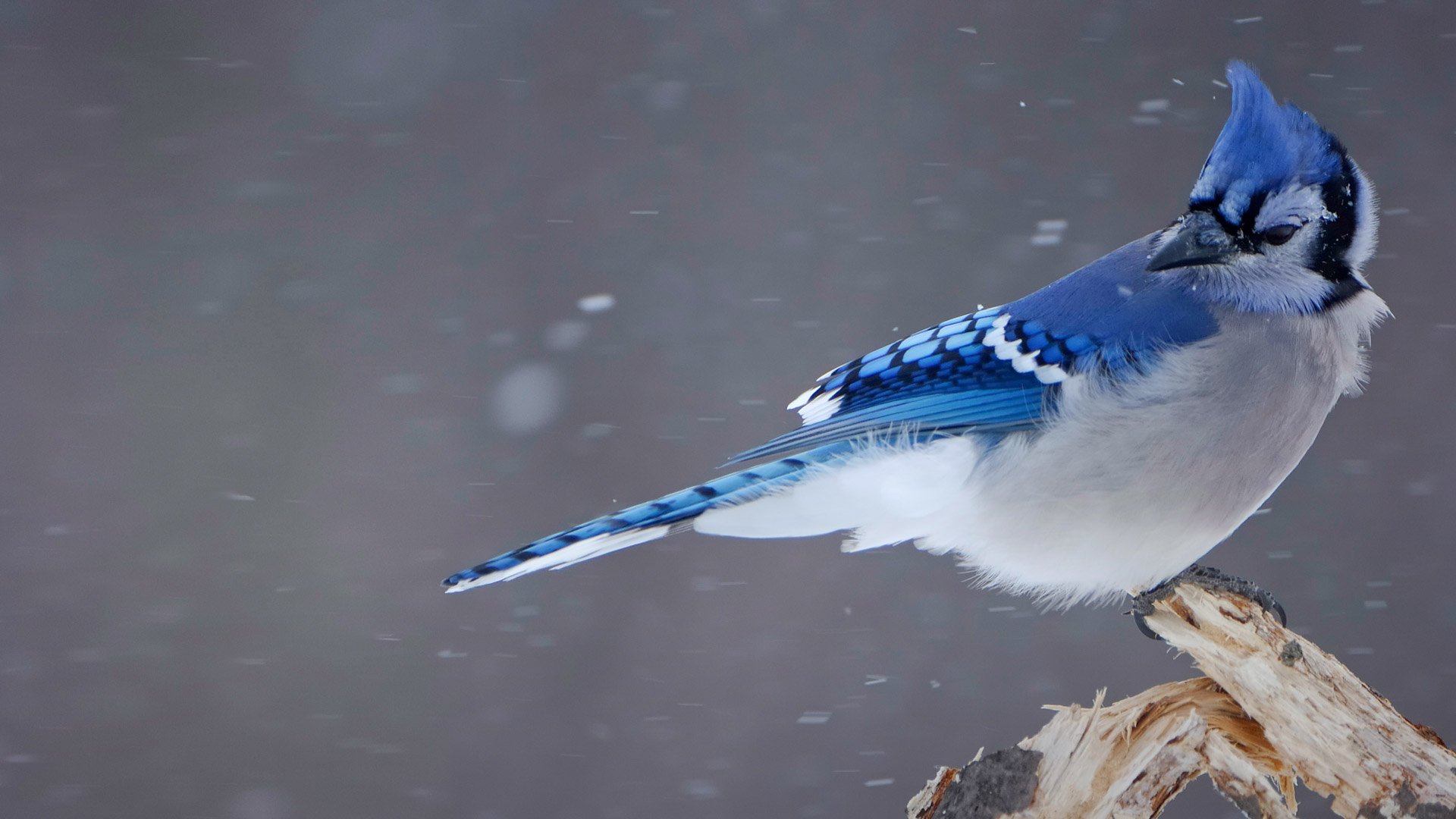 Blue Jay Sightings What It Means